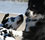 Anagrafe canina