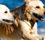 Animali in viaggio